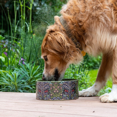 Canine Companion Ceramic Feeding Bowl