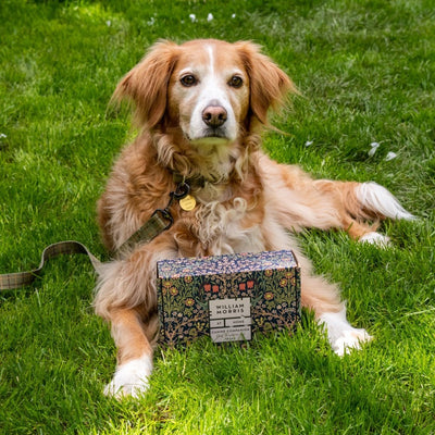 Canine Companion Dog Walkers Kit